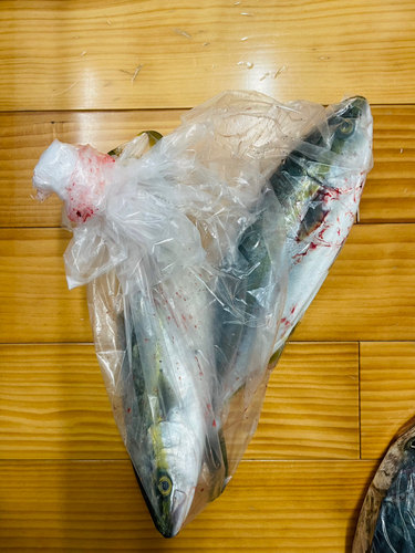 ヤズの釣果