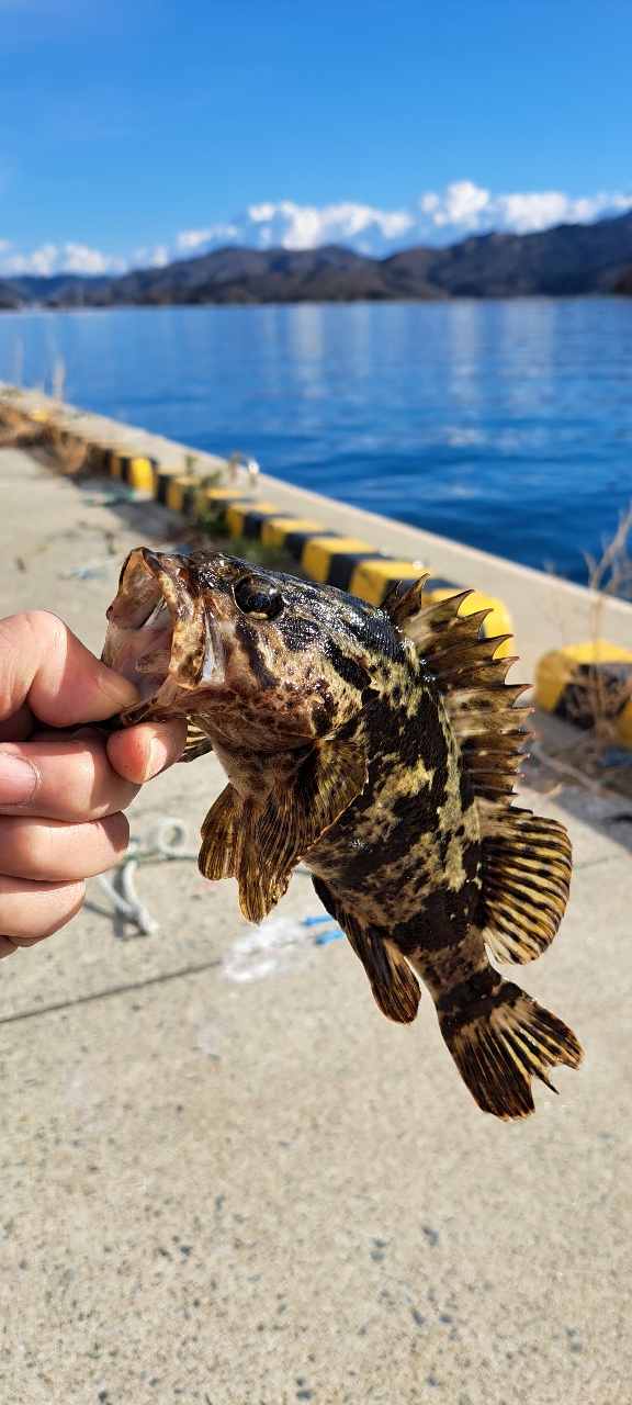 タケノコメバル