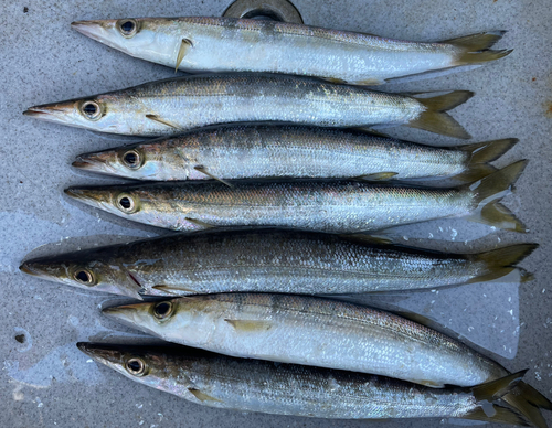 カマスの釣果