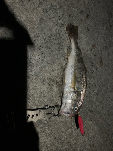 イシモチの釣果