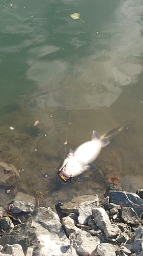 ナマズの釣果