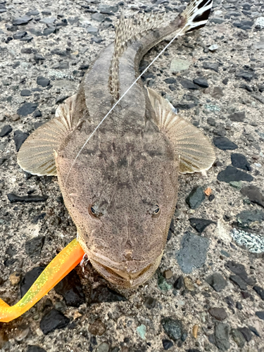 マゴチの釣果