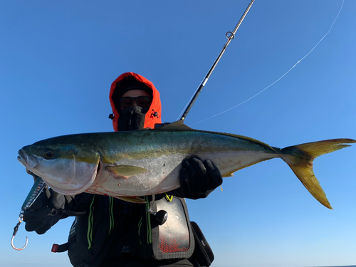 ワラサの釣果