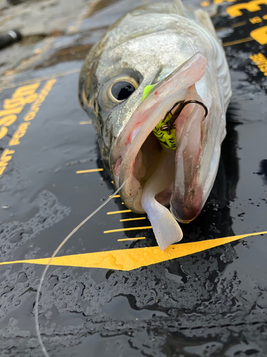 セイゴ（マルスズキ）の釣果