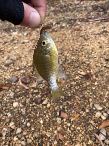 ブルーギルの釣果