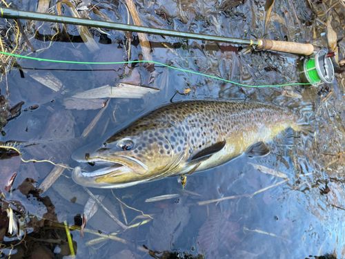 ブラウントラウトの釣果