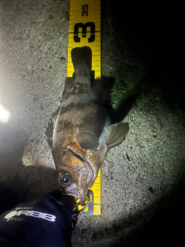 シロメバルの釣果