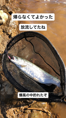 ニジマスの釣果