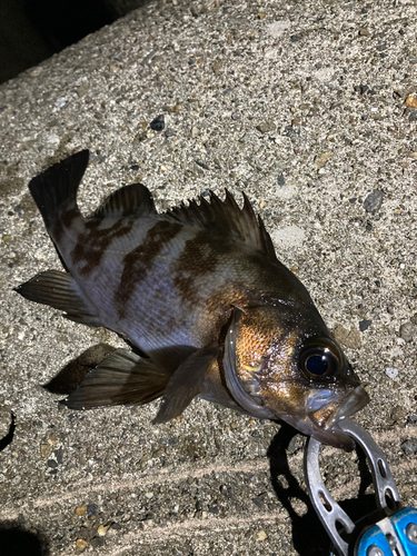 メバルの釣果