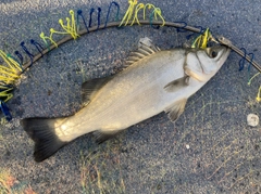 ヒラスズキの釣果