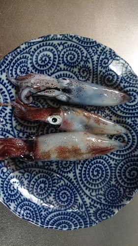 ヤリイカの釣果