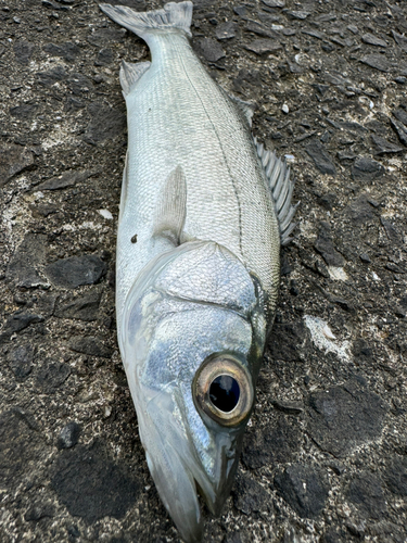 セイゴ（ヒラスズキ）の釣果