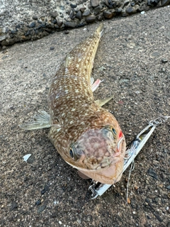 エソの釣果