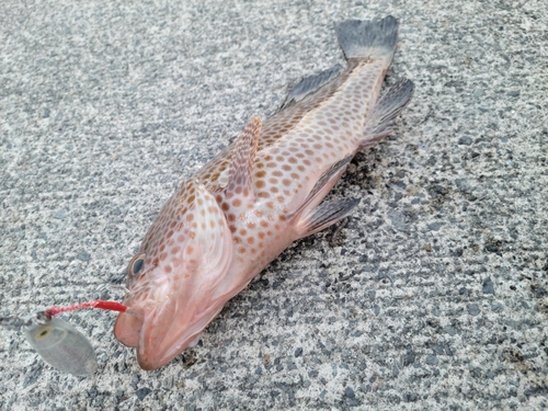 オオモンハタの釣果