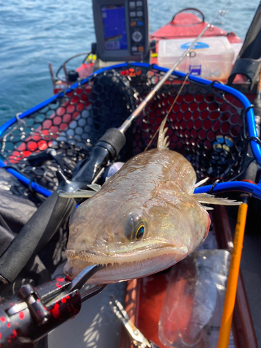 エソの釣果