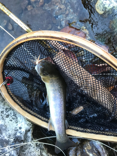 イワナの釣果