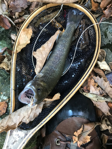 イワナの釣果