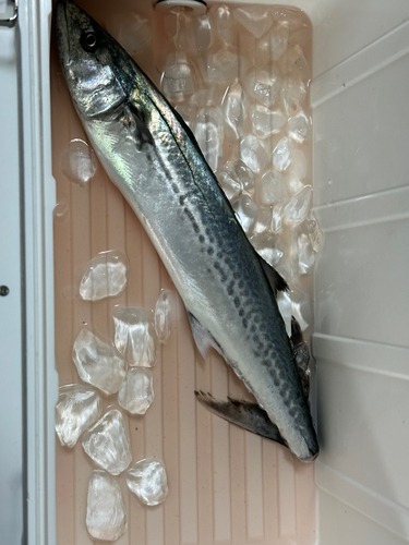 サゴシの釣果