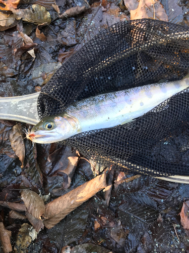 ヤマメの釣果