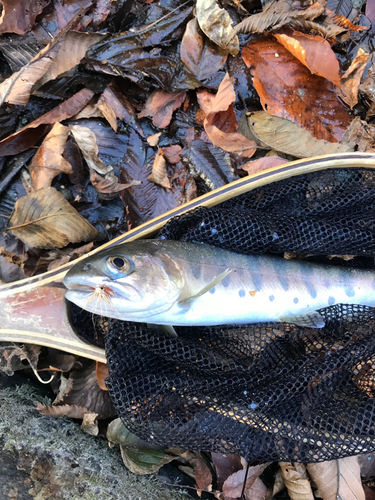 ヤマメの釣果