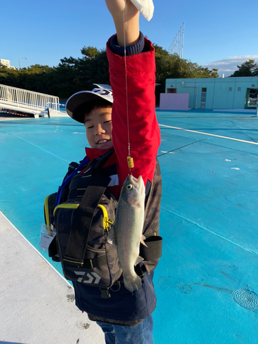 ニジマスの釣果