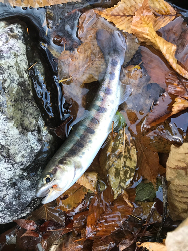 ヤマメの釣果