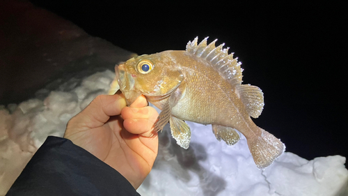 ガヤの釣果