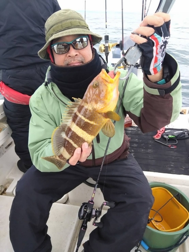 アオハタの釣果