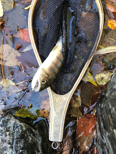 ヤマメの釣果