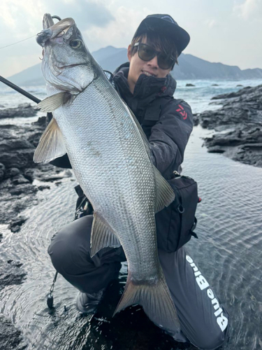 ヒラスズキの釣果