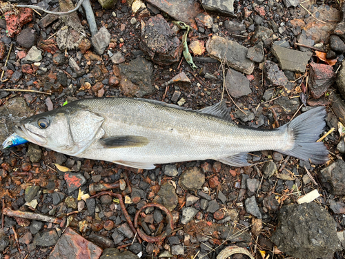 スズキの釣果