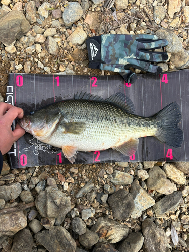 ブラックバスの釣果