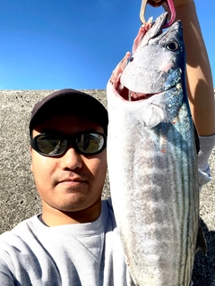 ハガツオの釣果