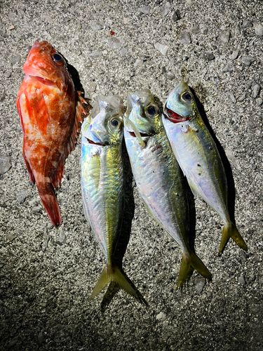 アジの釣果