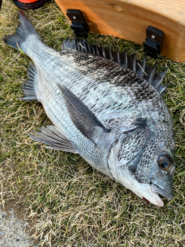 チヌの釣果