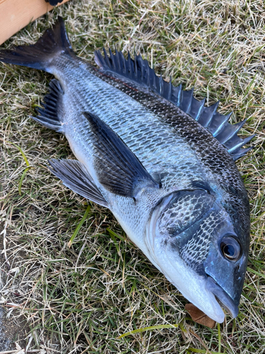 チヌの釣果