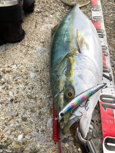 メジロの釣果