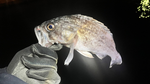 クロソイの釣果