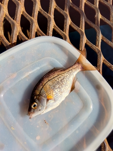 ウミタナゴの釣果