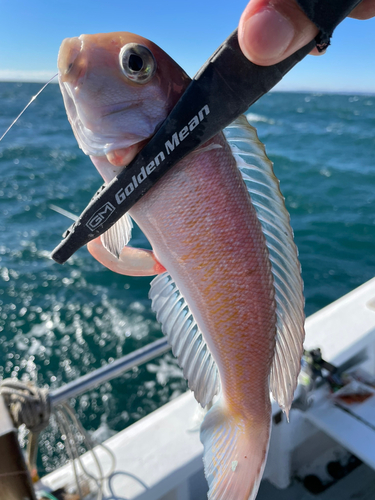 シロアマダイの釣果