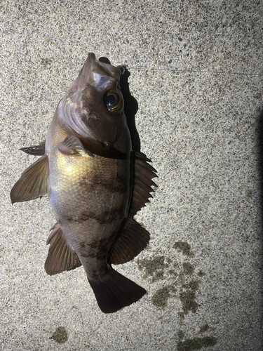 メバルの釣果