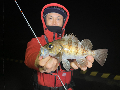 シロメバルの釣果