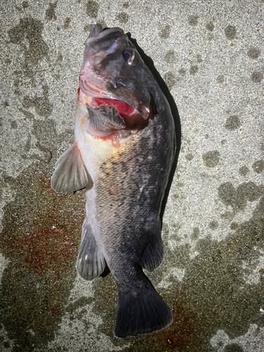 クロソイの釣果