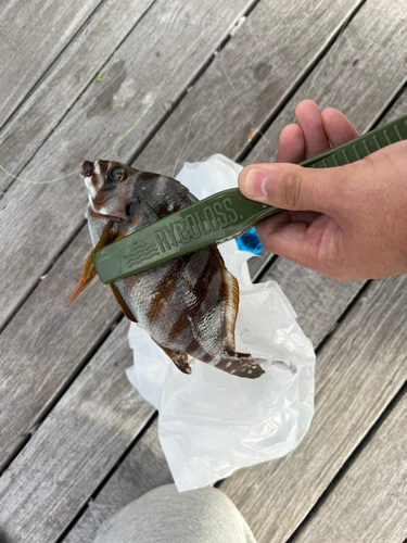 タカノハダイの釣果