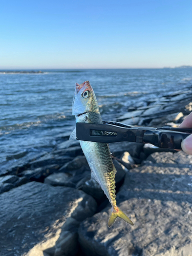 サバの釣果