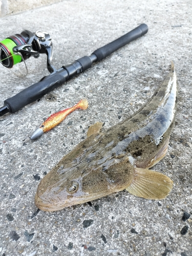 マゴチの釣果