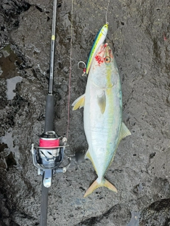 ヤズの釣果