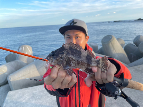 ムラソイの釣果