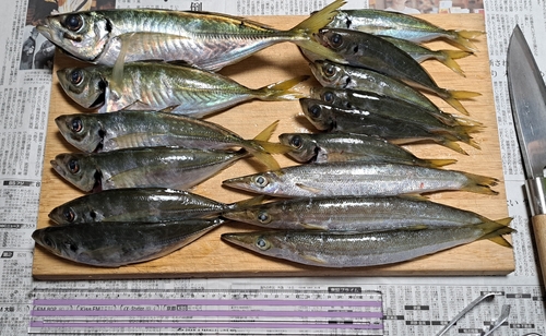 アジの釣果