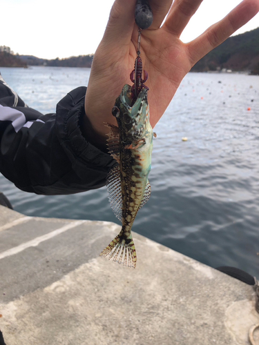 アナハゼの釣果